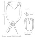 Lecane inermis, author: Christian D. Jersabek
