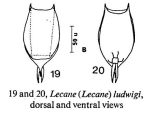 Lecane ludwigii, author: Christian D. Jersabek