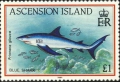 Carcharhiniformes