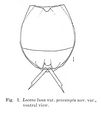 Lecane luna var. presumpta - Original description image, author: Christian D. Jersabek