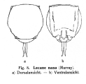 Lecane nana, author: Christian D. Jersabek