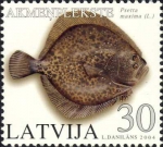 Pleuronectiformes