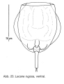 Lecane rugosa, author: Christian D. Jersabek