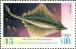 Rajiformes