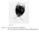 Lecane signifera ploenensis, author: Christian D. Jersabek