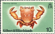 Ranina ranina, author: Collection Georges Declercq