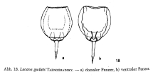 Lecane subulata, author: Christian D. Jersabek