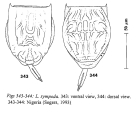 Lecane sympoda, author: Christian D. Jersabek
