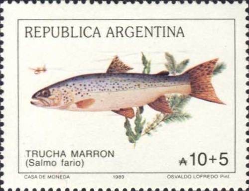 Salmo fario Salmo fario