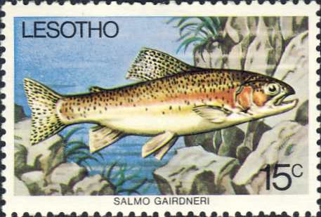 Salmo gairdneri Salmo gairdneri