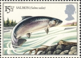 Salmo salar, author: Collection Georges Declercq