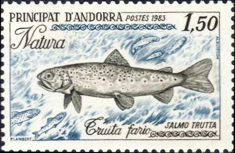 Salmo trutta Salmo trutta