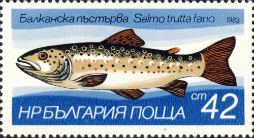 Salmo trutta Salmo trutta