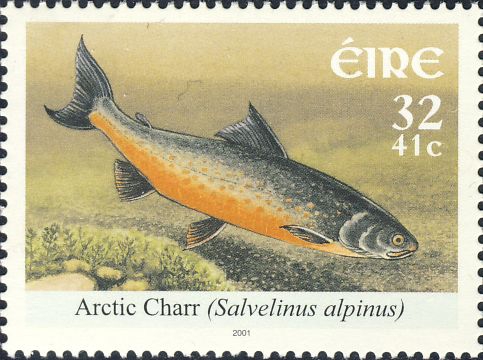 Salvelinus alpinus Salvelinus alpinus