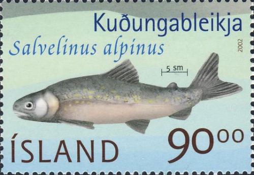Salvelinus alpinus Salvelinus alpinus