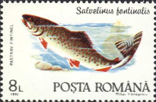 Salvelinus fontinalis Salvelinus fontinalis