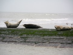 Gewone zeehond