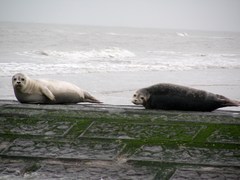 Gewone zeehond