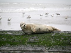 Gewone zeehond