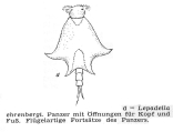 Lepadella ehrenbergii, author: Christian D. Jersabek