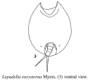 Lepadella eurysterna, author: Christian D. Jersabek