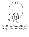 Lepadella mica - Original description image, author: Christian D. Jersabek