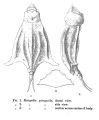 Lepadella pterygoida - Original description image, author: Christian D. Jersabek