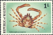 Schizophrys aspera, author: Collection Georges Declercq