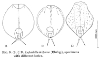 Lepadella triptera, author: Christian D. Jersabek