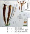 Limnias ceratophylli, author: Christian D. Jersabek