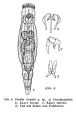 Lindia virgata - Original description image, author: Christian D. Jersabek