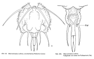 Macrochaetus collinsii, author: Christian D. Jersabek