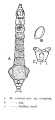 Macrotrachela extensa - Original description image, author: Christian D. Jersabek