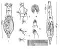 Rotifera (rotifers)