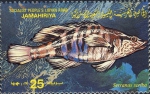 Perciformes