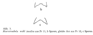 Macrotrachela insolita, author: Christian D. Jersabek