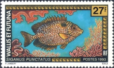 Siganus punctatus