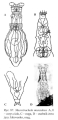 Macrotrachela musculosa, author: Christian D. Jersabek