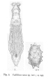 Macrotrachela nana - Original description image, author: Christian D. Jersabek