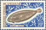 Pleuronectiformes