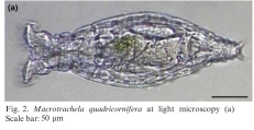 Macrotrachela quadricornifera, author: Christian D. Jersabek