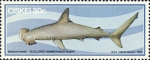 Carcharhiniformes
