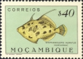 Tetraodontiformes