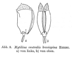 Mytilina brevispina, author: Christian D. Jersabek