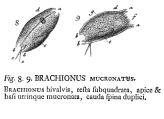 Mytilina mucronata, author: Christian D. Jersabek
