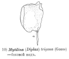 Mytilina trigona, author: Christian D. Jersabek