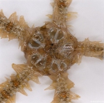 Ophiuroidea (brittle stars)