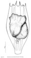 Notholca acuminata, author: Christian D. Jersabek