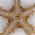 Ophiuroidea (brittle stars)