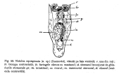 Notholca equispinata, author: Christian D. Jersabek